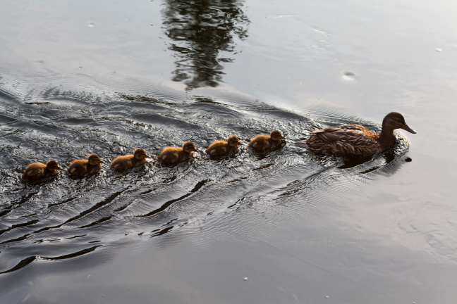 Aston Myer Photography